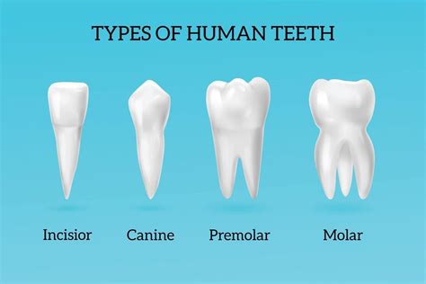 Know The 4 Different Types Of Teeth And Their Functions