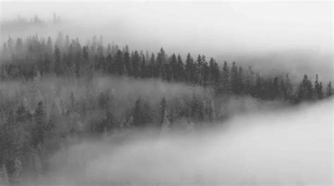 Fog Mountains GIF - Fog Mountains Trees - Discover & Share GIFs