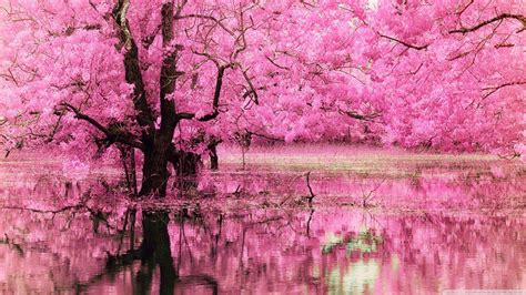 Pink Forest Wallpapers - Top Free Pink Forest Backgrounds - WallpaperAccess