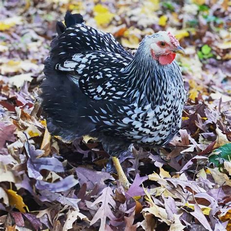 White Chicken Breeds