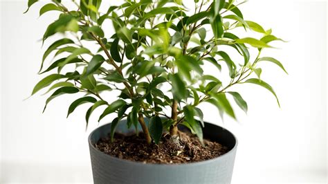 Weeping Fig (Ficus Benjamina) - Care Guide and Tips - Plants Spark Joy