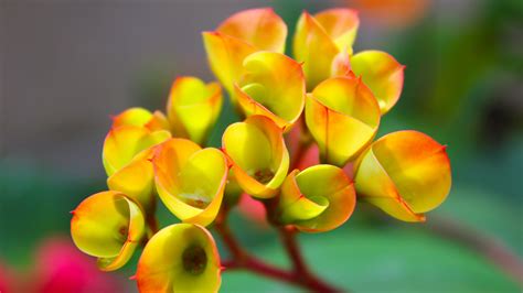 Euphorbia Flowers