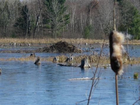 Beaver Trapping Sets - Which Ones Work The Best?