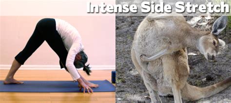 Great Pictures: Animals Demonstrating Funny Yoga Poses