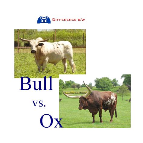 What’s the difference between a bull and an Ox? – ouestny.com