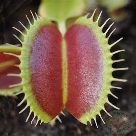 Venus Flytrap Seeds - For Sale | Carnivorous Plant Nursery