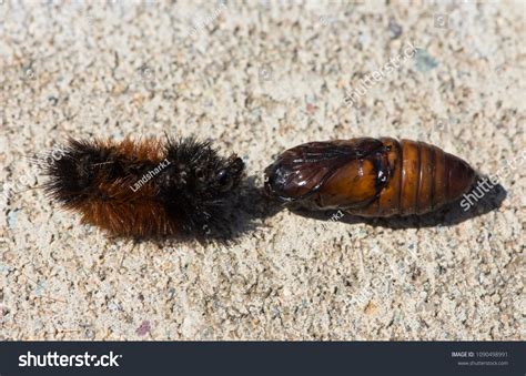 Exoskeleton Isabella Tiger Moth Woolly Bear Stock Photo 1090498991 | Shutterstock