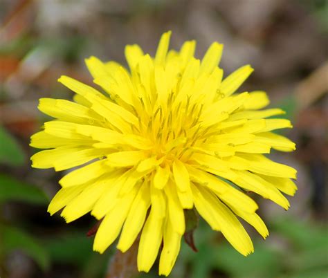 Identifying 9 Common Lawn Weeds