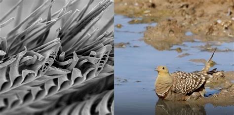 African bird's intricate feather design inspires new ways to store ...