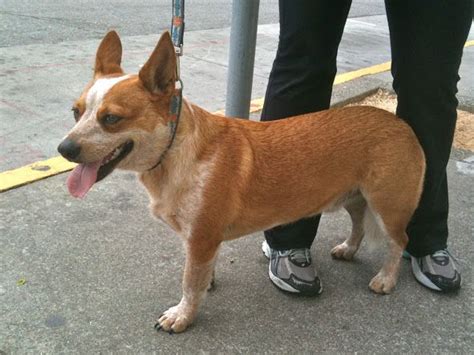 Red Heeler/Corgi mix.. Red Heeler, Corgi Mix, Australian Cattle Dog, Dog Health, Animal Rescue ...