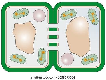 Plasmodesmata Photos, Images & Pictures | Shutterstock