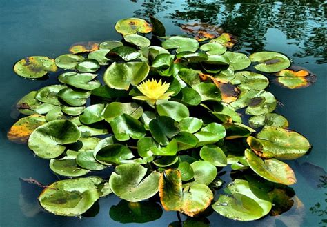 Free photo: Water Lily, Pond, Floating, Aquatic - Free Image on Pixabay ...