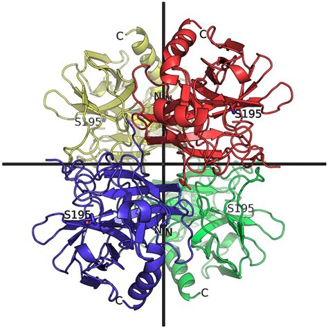 Crystals | Free Full-Text | Crystal Structure of Bovine Alpha-Chymotrypsin in Space Group P65