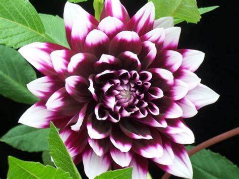 Amazing Garden: The Meaning of Dahlia Flower