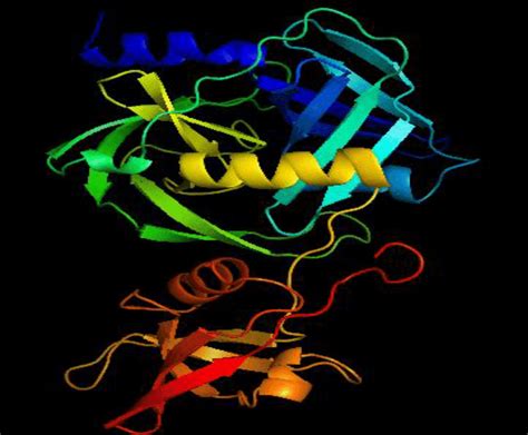 Probable 3-D structure of alkaline serine protease | Download ...