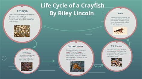 Life Cycle of a Crayfish by Heather Polen on Prezi