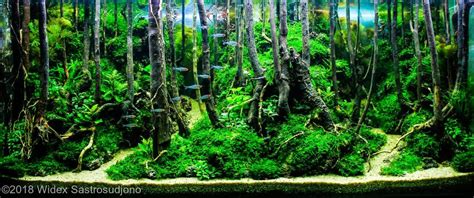 Aquarium Driftwood Used in Aquascaping: Hardscape Essentials Part 3 - Aquascaping Love Aquarium ...