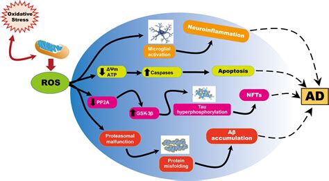 Frontiers | Mitochondrial Dysfunction and Oxidative Stress in Alzheimer’s Disease