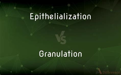 Epithelialization vs. Granulation — What’s the Difference?