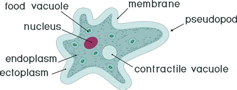 Amoeba Proteus With Nucleus Contractile Vacuole Other Organelles And Titles Stock Illustration ...