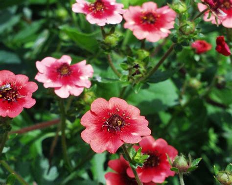 24 best Potentilla Varieties images on Pinterest | Perennials, Plants and Beautiful flowers