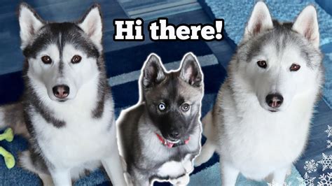 Husky Puppy Meets Big Sisters Memphis and Kira - YouTube