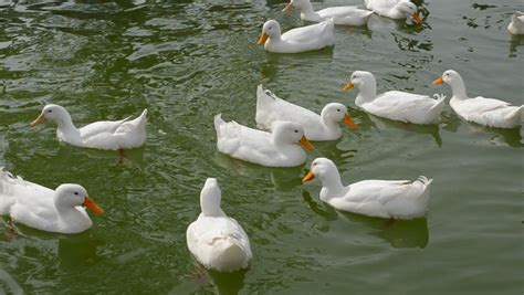 White Ducks Swimming In Pond Stock Footage Video 7323280 - Shutterstock