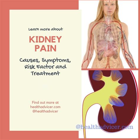 Kidney Pain : Causes, Symptoms, Risk Factor And Treatment