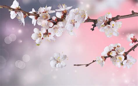 Apple Blossom Wallpapers - Wallpaper Cave