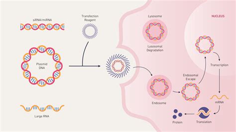 An Introduction to Transfection, Transfection Protocol and Applications | Technology Networks