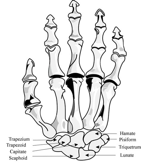 Carpal Bones Anatomy, Funtions, Injuries and Fractures