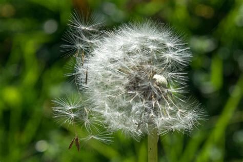 Maslačak (Taraxacum officinale) - Plantea