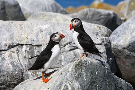 Atlantic Puffins Photograph by Bruce J Robinson - Pixels