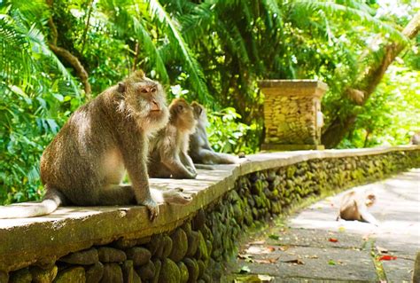 A Guide to the Ubud Monkey Forest in Bali - The Private World - Villas & Homes Rental