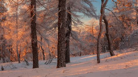 Russian winter forest from a fairy tale · Russia Travel Blog