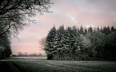 trees, Sky, Clouds Wallpapers HD / Desktop and Mobile Backgrounds