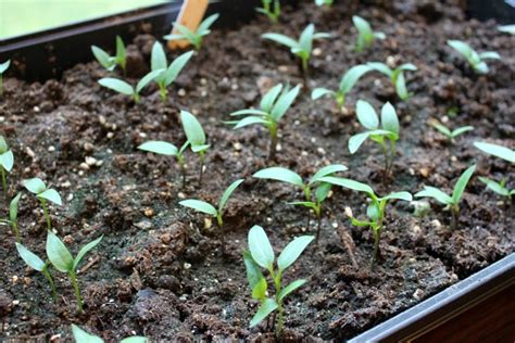 Mavis Garden Blog - Seedling Updates and Pictures - One Hundred Dollars a Month