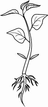 Sprout Drawing Clipartmag Sketch Coloring Page sketch template