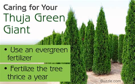 You Should Note Down These Handy Tips on Thuja Green Giant Care