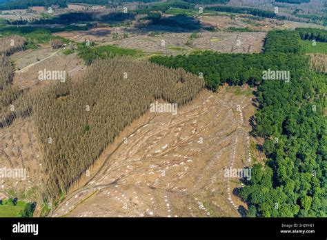 Aerial view, Arnsberg forest, forest area with forest damage in ...