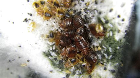 Bed Bugs, Eggs, and Fecal Spotting | Bed Bugs