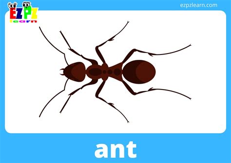 Insects & Bugs Flashcards With Words View Online or Free PDF Download ...