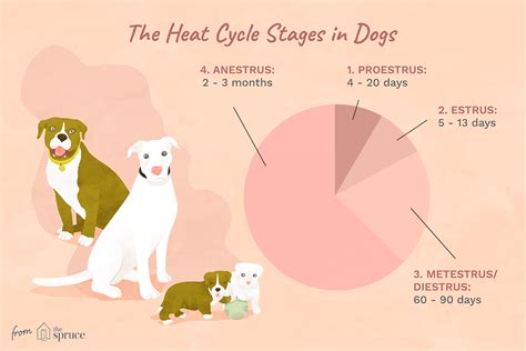 Stages Of Heat In Dogs