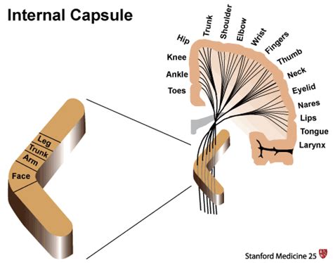 Internal Capsule Fibers