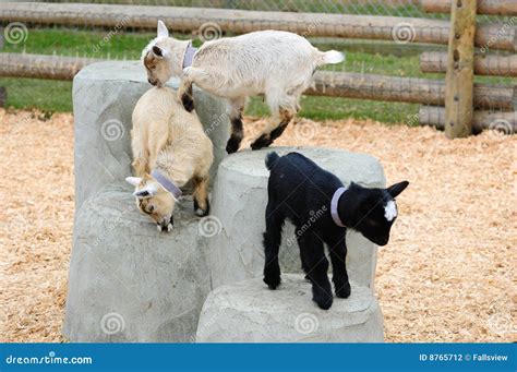 Baby goats playing stock photo. Image of mammals, head - 8765712