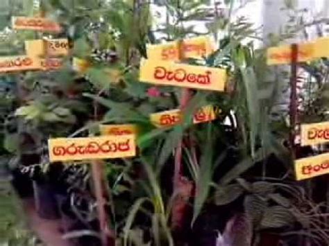 List of Herbal Plants in Sri Lanka - YouTube