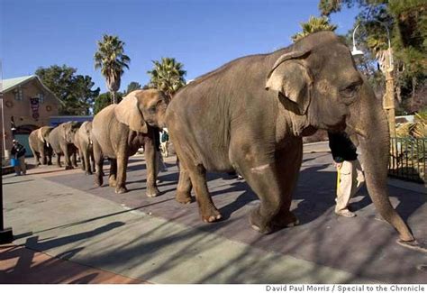 VALLEJO / Elephants' treatment called harmful / Six Flags Discovery Kingdom denies hurting animals