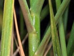 Spartina alterniflora, Smooth Cordgrass – Invasive Species