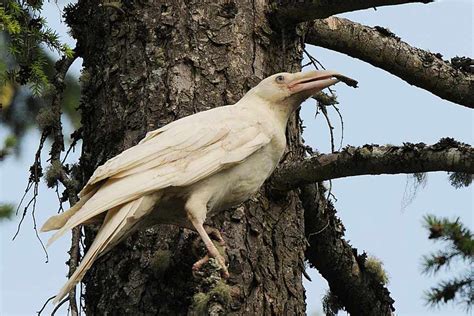 White Wolf : The Rare and Fascinating White Ravens of Vancouver Island