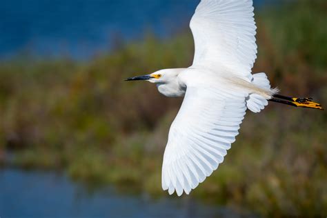 Wading Birds | photography